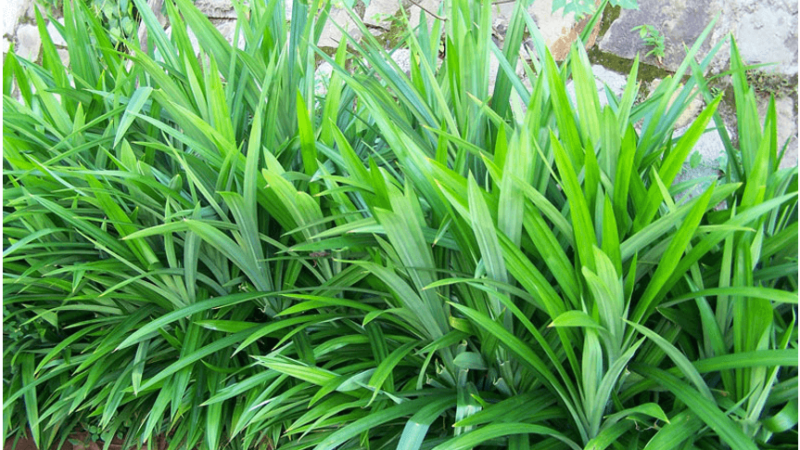 top-nhung-cach-khu-mui-nha-ve-sinh-11